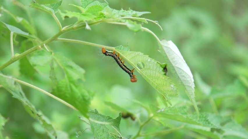 Image of a caterpillar on a leaf