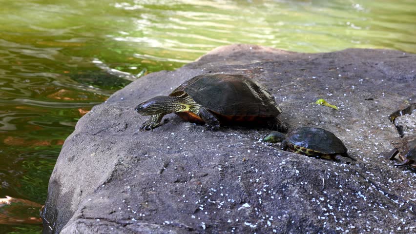 Turtles sunbathing on rock by rippling water in vibrant nature setting