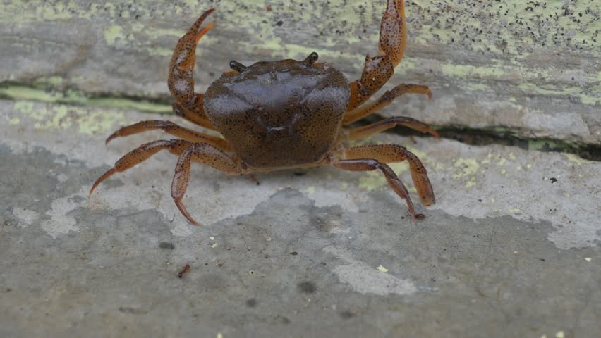 Barytelphusa cunicularis crab. It is a common species of freshwater crab found in India. It is found in large quantities in rice fields during the monsoon season in India. Edible red crab.