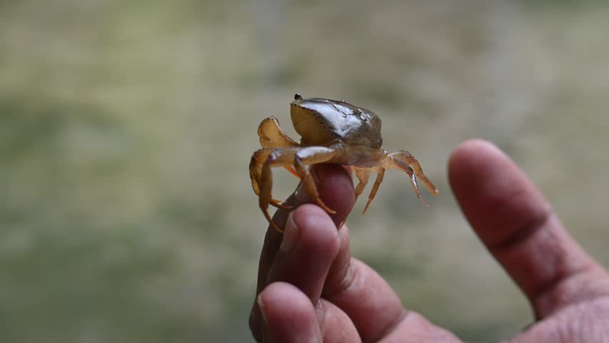 Barytelphusa cunicularis crab. It is a common species of freshwater crab found in India. It is found in large quantities in rice fields during the monsoon season in India. Edible red crab.