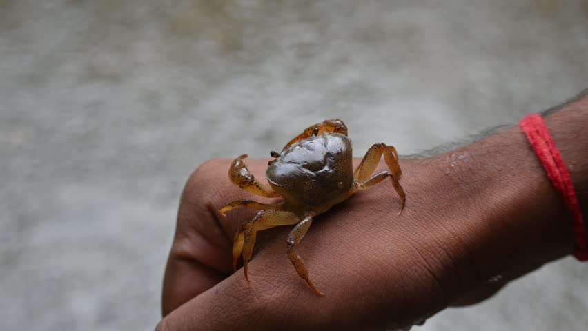 Barytelphusa cunicularis crab. It is a common species of freshwater crab found in India. It is found in large quantities in rice fields during the monsoon season in India. Edible red crab.