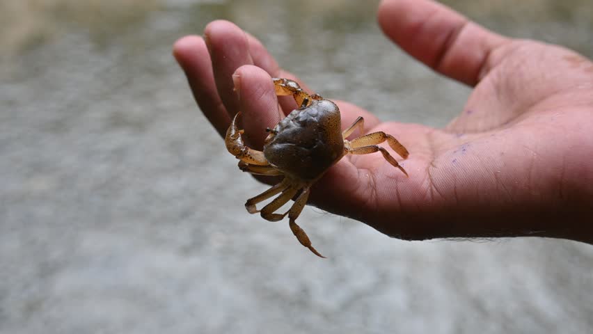 Barytelphusa cunicularis crab. It is a common species of freshwater crab found in India. It is found in large quantities in rice fields during the monsoon season in India. Edible red crab.