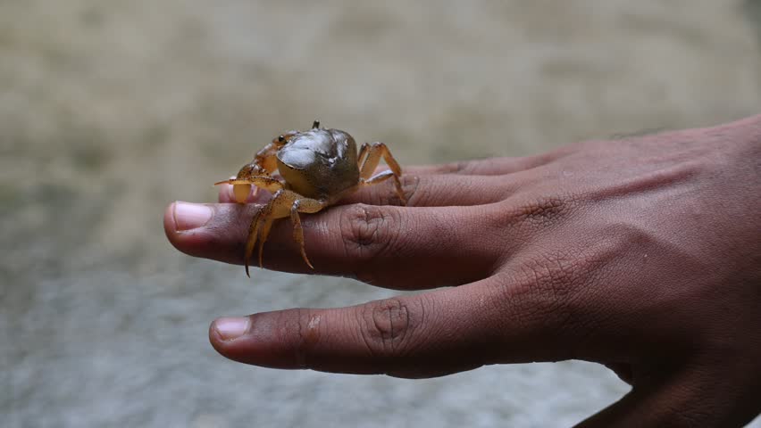 Barytelphusa cunicularis crab. It is a common species of freshwater crab found in India. It is found in large quantities in rice fields during the monsoon season in India. Edible red crab.