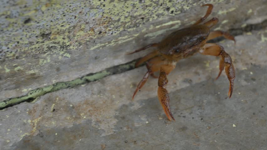 Barytelphusa cunicularis crab. It is a common species of freshwater crab found in India. It is found in large quantities in rice fields during the monsoon season in India. Edible red crab.