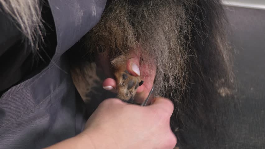 A female veterinarian is cutting the claws of a Pomeranian in a veterinary clinic in close-up. The veterinarian uses a nail clipper to cut the dog