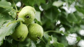 Juicy young pears hang on a tree branch in the garden. The pears are covered in water droplets after the rain. Growing fruit trees. - Powered by Shutterstock - Get 15% off with code: PIKWIZARD15