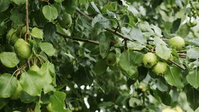 Juicy young pears hang on a tree branch in the garden. The pears are covered in water droplets after the rain. Growing fruit trees. - Powered by Shutterstock - Get 15% off with code: PIKWIZARD15