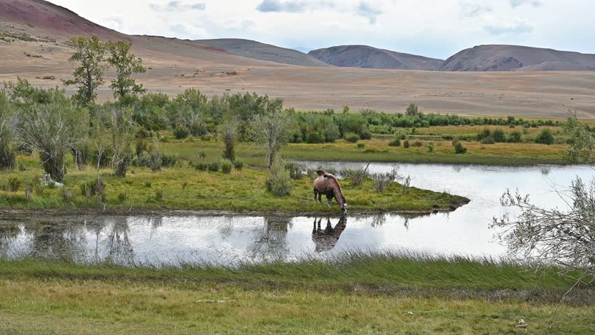 Wild camel drinks from a river in its natural environment
