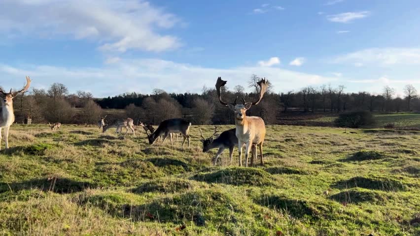Big antlered deer standing in the forest HD video.A majestic deer with large, intricate antlers stands alert in a sunlit forest, captured in stunning high definition. This HD video .