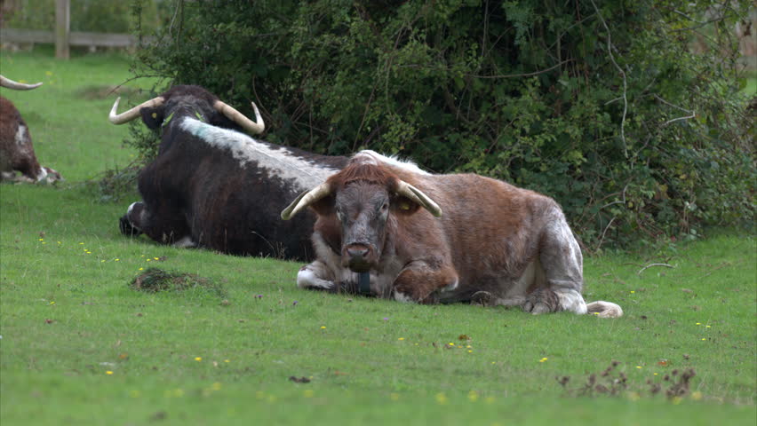 UK Longhorn cow sleeping in a green grassy field under tree shade; peaceful farm footage capturing natural livestock behavior, ideal for nature and agricultural projects.