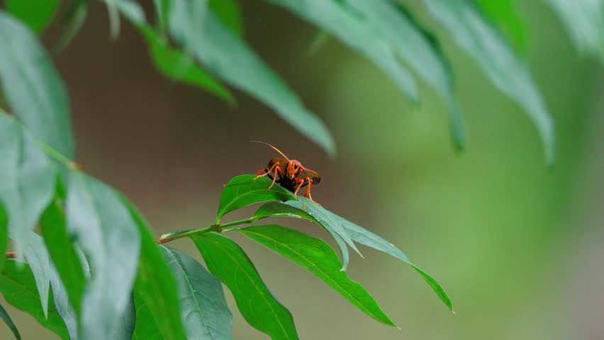 Slow Motion of a Two-Toned Ichneumon Wasp Taking Flight from a Green Leaf