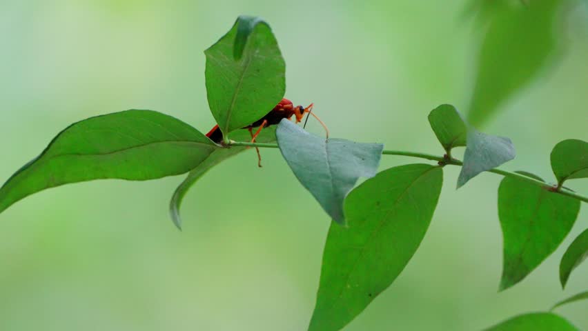 Ultra Slow Motion of a Two-Toned Ichneumon Wasp Taking Off from a Leaf