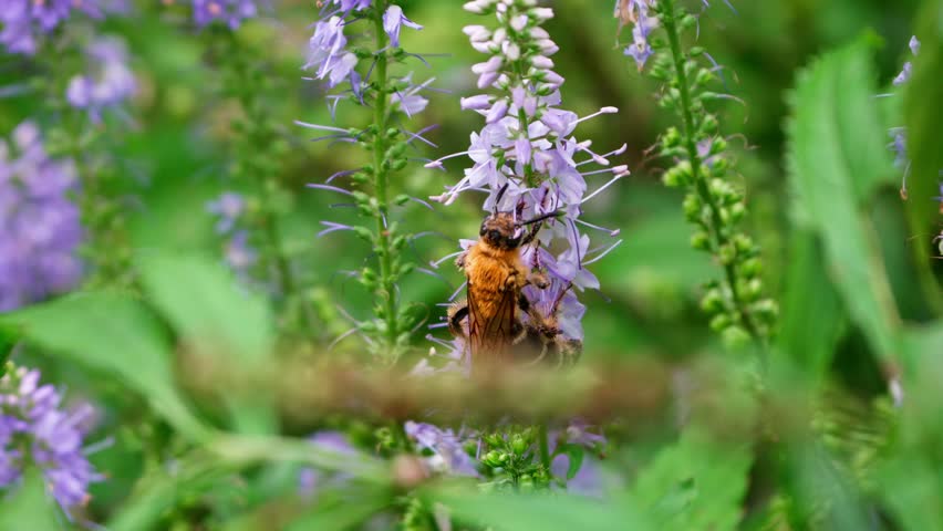 Tricolored Hairy Bee (Tussock Bee) Foraging on Lavender Spike Flowers