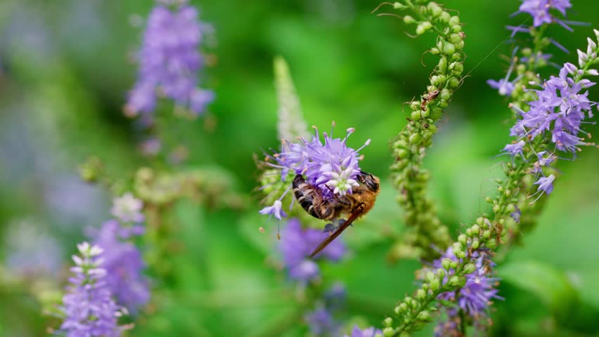Tricolored Hairy Bee (Tussock Bee) Foraging on Lavender Spike Flowers