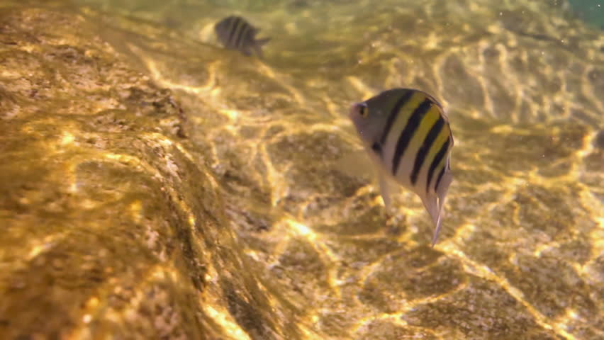 snorkeling with fish underwater in xcaret yucatan mexico