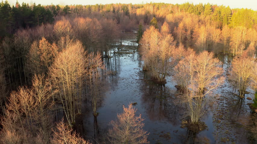 Aerial view slow motion forward. A large forest area flooded by spring floods.