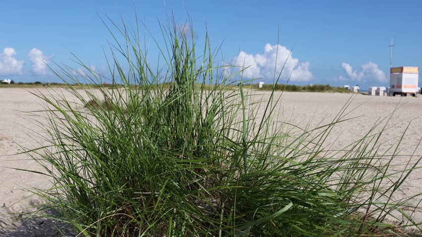 Sand dune and dune grass on the North Sea