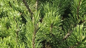 Close-up dense, vibrant green pine needles and branches of a dwarf pine or fir. Evergreen, richly textured coniferous foliage lit by sunlight - Powered by Shutterstock - Get 15% off with code: PIKWIZARD15