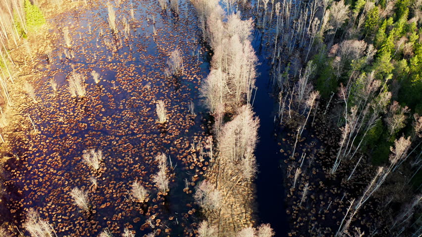 Aerial view slow motion forward. A large forest area flooded by spring floods.