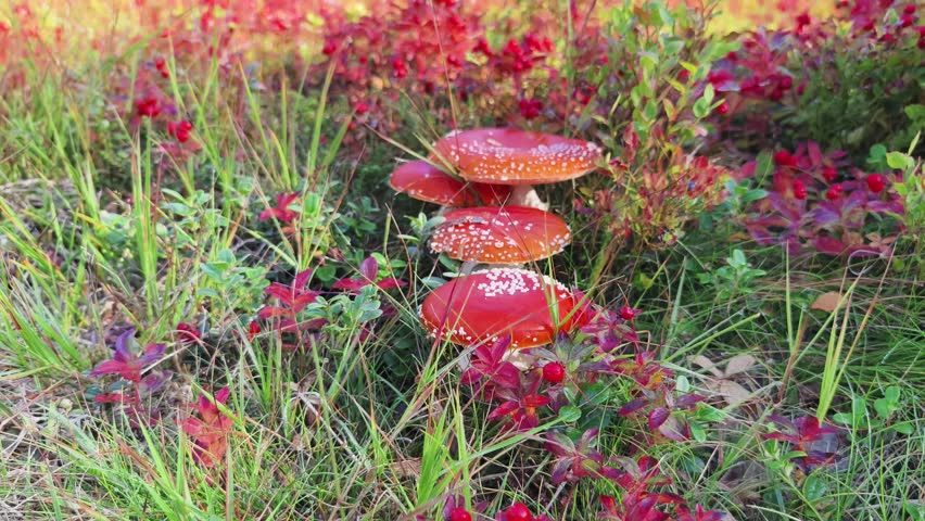 Red fly agarics beautiful autumn mushrooms in the forest and meadow