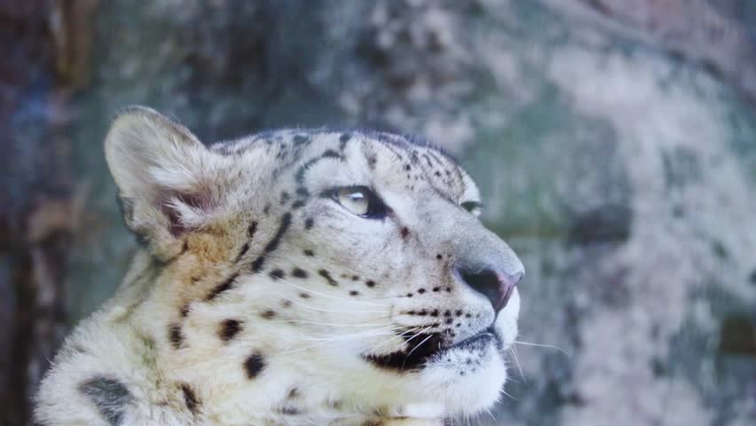 A rare and stunning snow leopard in its natural alpine environment, showcasing stealth, elegance, and the beauty of endangered wildlife—perfect for education, wildlife photography, and nature visuals.