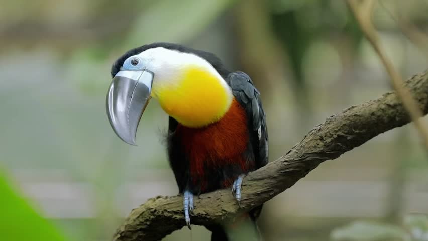 A colorful Channel-Billed Toucan resting on a tree branch, showcasing its vibrant bill and tropical habitat—perfect for wildlife photography, nature visuals, and educational content about exotic birds