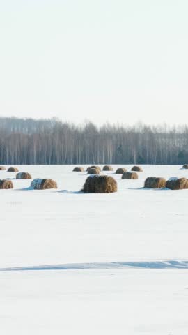 Bales of hay in a snow-covered field in the countryside. Harvesting hay for winter, agriculture, animal feed. Vertical video.	