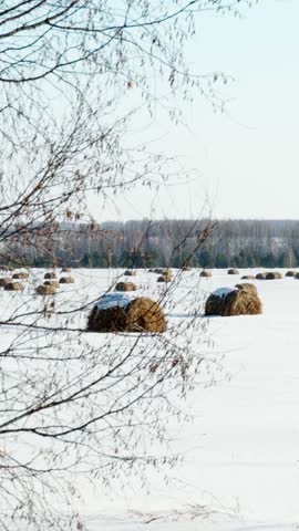 Bales of hay in a snow-covered field in the countryside. Harvesting hay for winter, agriculture, animal feed. Vertical video.	