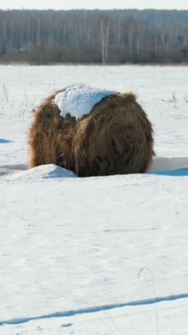 A bale of hay in a snow-covered field. Harvesting hay for winter, agriculture, animal feed. Vertical video.	