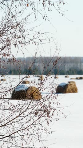 Bales of hay in a snow-covered field in the countryside. Harvesting hay for winter, agriculture, animal feed. Vertical video.	