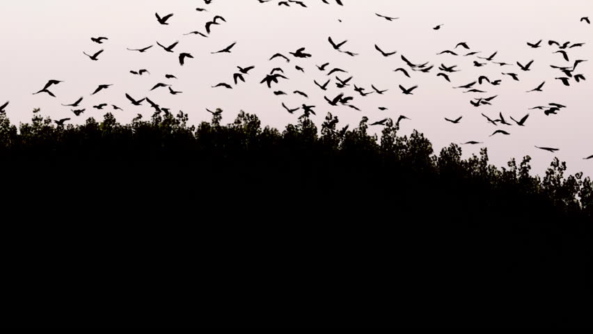 Large Murder of Crows Digital Composite