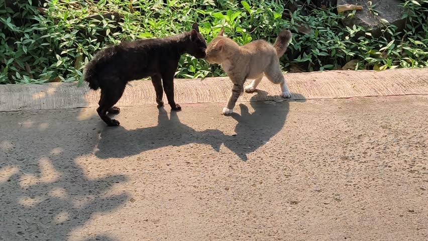 Two black and gray cats will fight in the street.