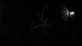 A close-up of a fluorescent green spider on a web with a white light on a black background - Powered by Shutterstock - Get 15% off with code: PIKWIZARD15