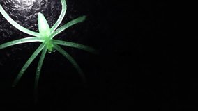 A close-up of a fluorescent green spider on a web with a white light on a black background - Powered by Shutterstock - Get 15% off with code: PIKWIZARD15