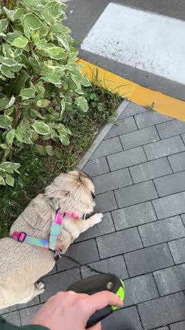 POV dog walk: pug on leash crossing a zebra crosswalk — overhead top view with owner’s foot on urban street