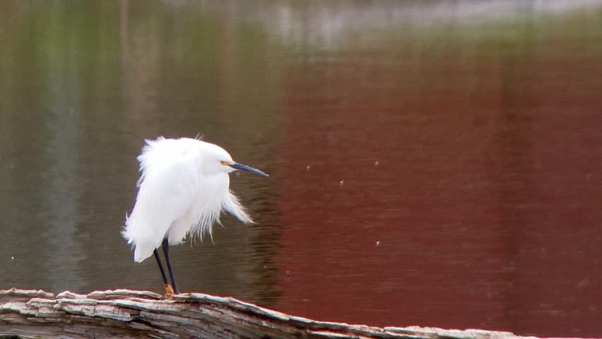 Snowy Egret standing on log in pond near Canon City, Colorado