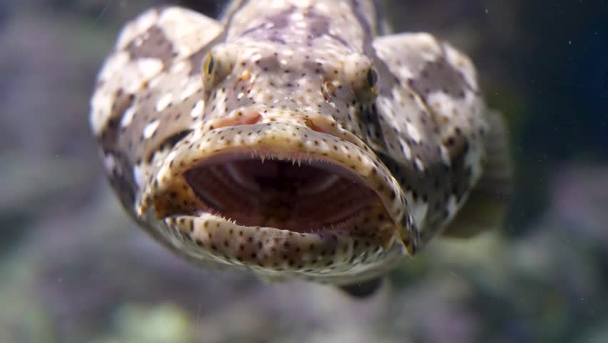 Large spotted grouper floats underwater with its mouth wide open, revealing a dark interior. The background shows sand, other fish and rocks in an aquarium