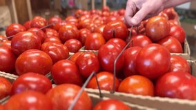 Close-up of a hand picking up a basket of ripe red tomatoes at a farmers market, with fresh produce piled high in the background, representing organic farming, healthy eating, and farm-to-table shoppi - Powered by Shutterstock - Get 15% off with code: PIKWIZARD15