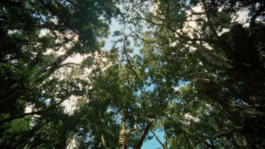 Looking Up An Enchanted Forest Canopy Beneath the Beautiful Blue Sky Above Us All