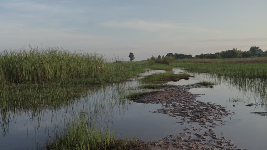 Tranquil morning wetland with mist, serene reflections on still water, and golden sunrise light creating a calm and peaceful natural scene