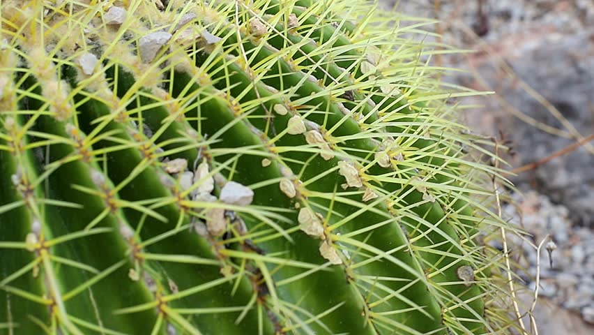Detailed view of the green surface and golden spines of a Golden Barrel Cactus