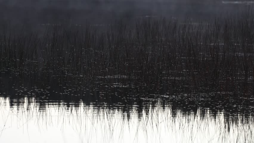 Mist over the lake at sunrise in the morning in the forest