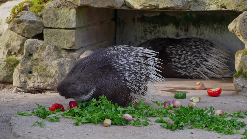 The Indian crested Porcupine, Hystrix indica or Indian porcupine is a large species of hystricomorph rodent belonging to the Old World porcupine family, Hystricidae