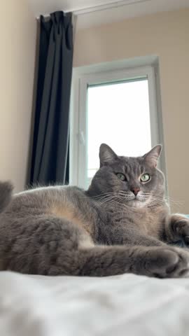 A gray cat lies on a blue pillow on a bed opposite the window, moving its tail and calmly looking towards the camera.