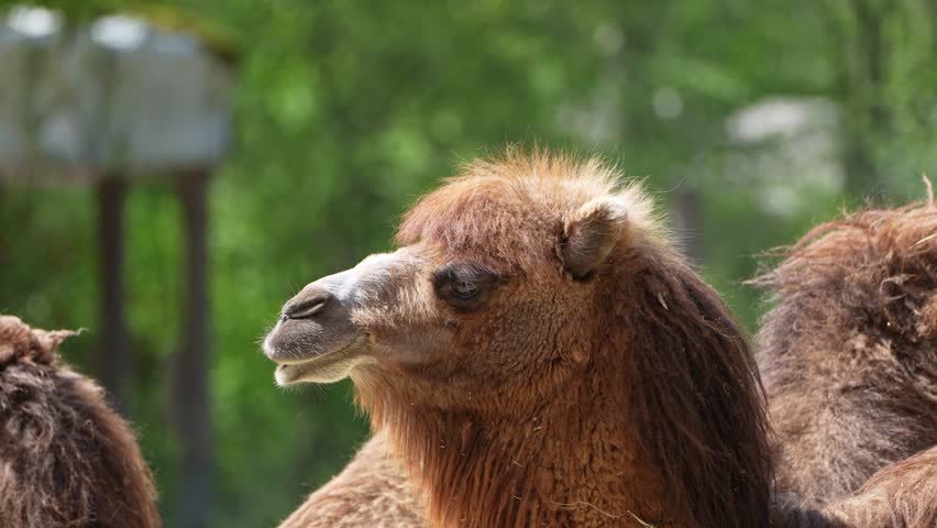 The Bactrian camel, Camelus bactrianus is a large, even-toed ungulate native to the steppes of Central Asia. The Bactrian camel has two humps on its back