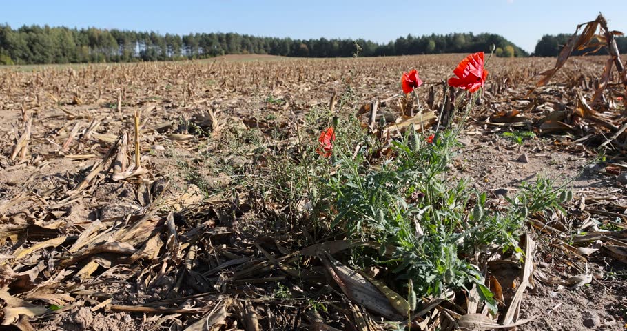 A red poppy against the blue sky in the autumn season, a beautiful red poppy flower in the field after the corn harvest