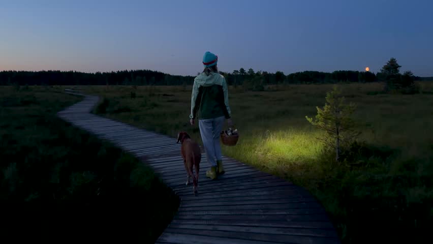 Woman with Vizsla dog walks through peat bog at wooden path at dusk, lighting her way with headlamp on head, returning from autumn wetland with basket full of mushrooms back view. Foraging wild food. 