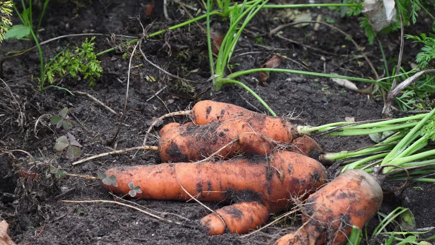 Close up of group of just harvested carrots with their vibrant green tops resting on the fertile soil of a vegetable garden, emphasizing the idea of sustainable farming and nutritious food choices