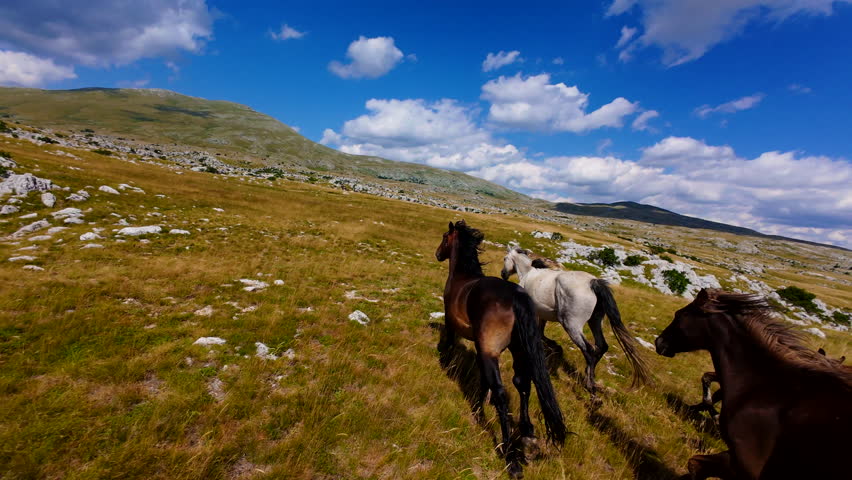 Aerial FPV drone view of wild horses heard or a group running across vast green plains, symbolizing adventure, travel, leadership, freedom, and the beauty of nature. Cinematic slow motion footage