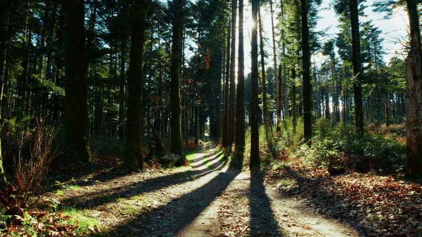 Mountain Trail Among Tall, Narrow Trees During a Hike